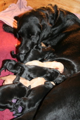 Puppies' Birth - 110