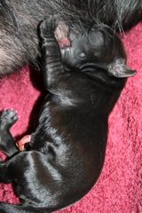 Puppies' Birth - 116