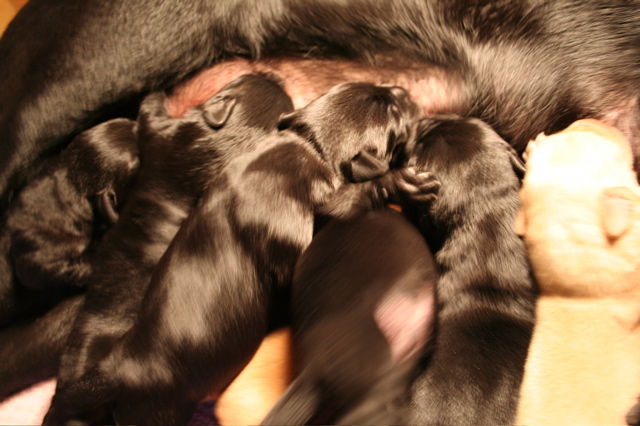 Puppies at 5 days - 5