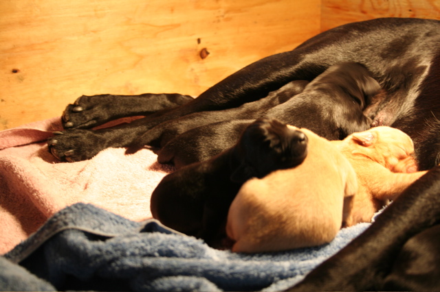 Puppies at 5 days - 9