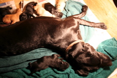 Puppies at 5 days - 1