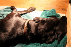 Puppies at 5 days - 2