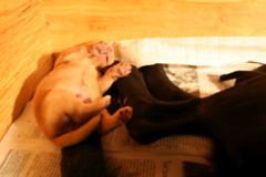 Puppies at 5 days - 3