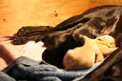 Puppies at 5 days - 9