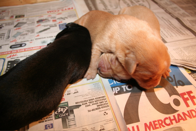 Puppies at 7 days - 2