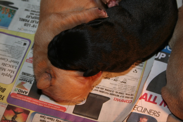 Puppies at 7 days - 5