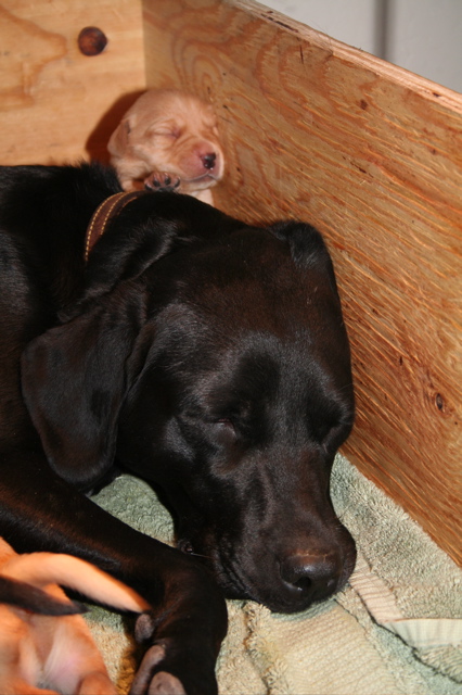 Puppies at 7 days - 7