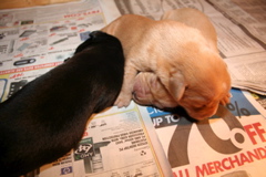 Puppies at 7 days - 2