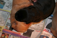 Puppies at 7 days - 5