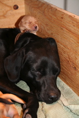 Puppies at 7 days - 7