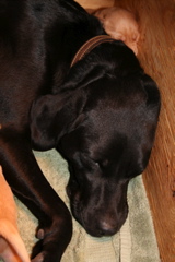 Puppies at 7 days - 8