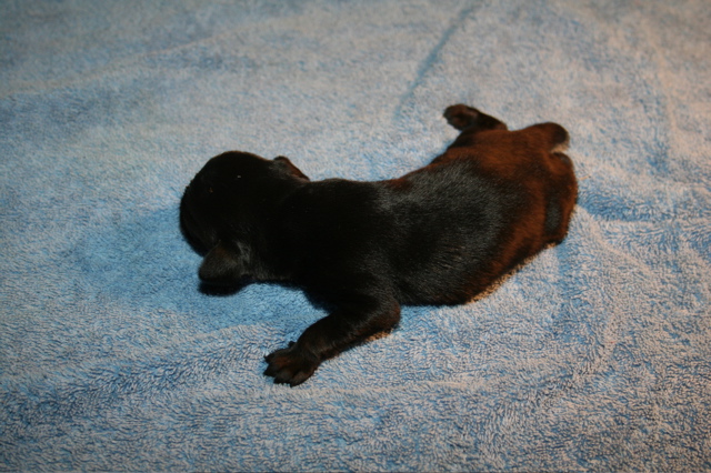 Puppies at 12 days - 6