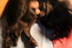 Puppies at 12 days - 3