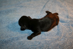 Puppies at 12 days - 6