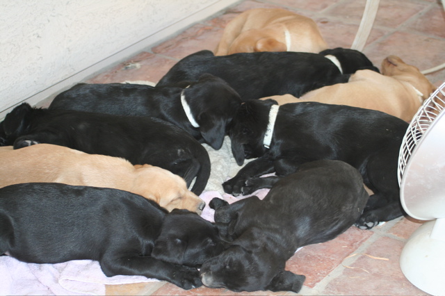 Nine Weeks - 4