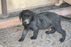 Nine Weeks - 1